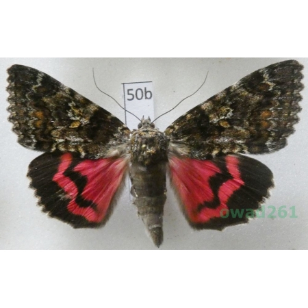 Catocala sponsa (Linnaeus, 1767) Czech50b